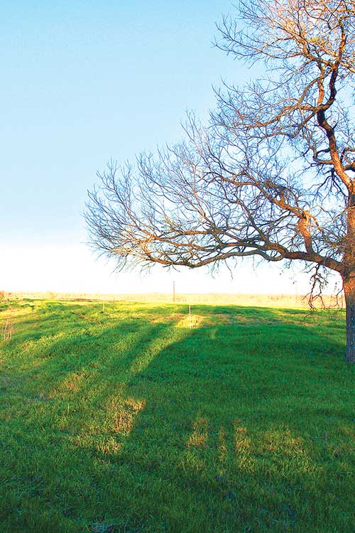 A field planted to a cover crop