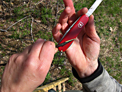 Bark or rind grafting