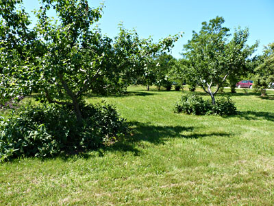 Comfrey under apples trees