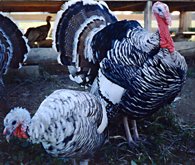 Narrangansett turkey