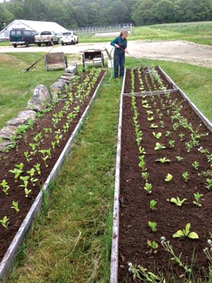 Seedlings planted in raised beds