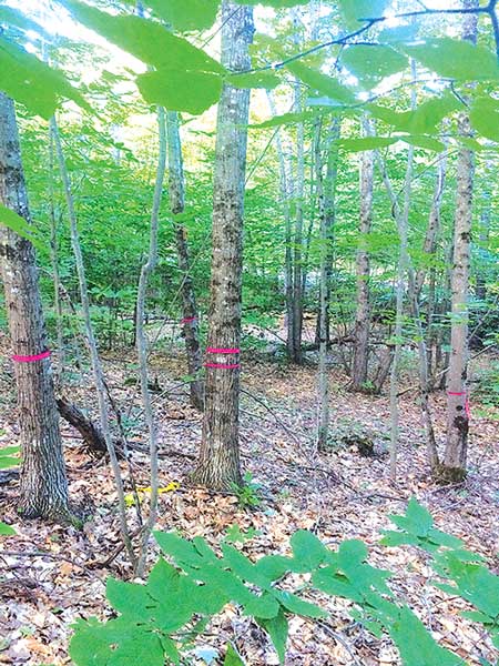 A red oak crop tree with double flagging surrounded by competing red maple, oak lacking quality and a diseased beech (not pictured). Noah Gleason-Hart photo