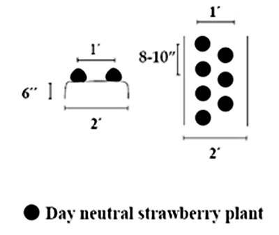 Strawberry spacing in a day neutral planting