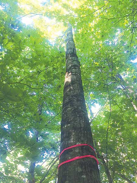 Crown view of the same red oak crop tree. Note the crown competition and lack of available growing space.