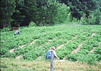 Strawberry Winter Protection: Straw Mulch vs. Row Covers