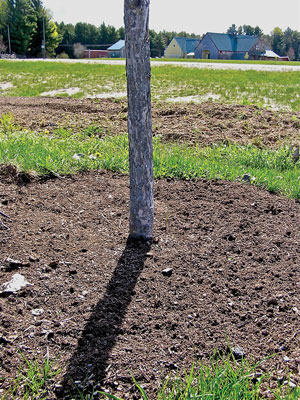 Well-mulched tree