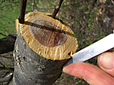 Propagating Fruit Trees A Gardener Is Grafting A Fruit Tree Wrapping The  Rootstock With A Tape And Sealing A Scion With Grafting Wax Stock Photo -  Download Image Now - iStock