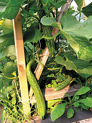 ‘Shuyo Long’ cucumbers