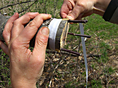 Propagating Fruit Trees A Gardener Is Grafting A Fruit Tree Wrapping The  Rootstock With A Tape And Sealing A Scion With Grafting Wax Stock Photo -  Download Image Now - iStock