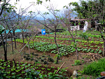 A home garden in Taiwan