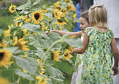 Sunflowers