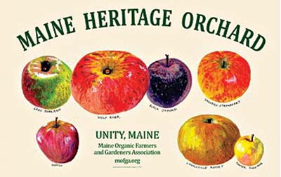 Apples, Honeycrisp, Organic - exist green