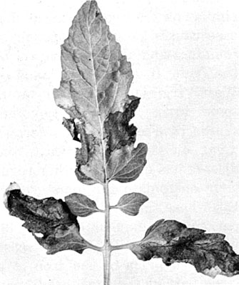 immunox early blight tomato immunox early blight tomato