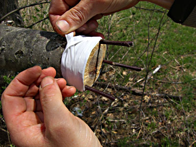 Propagating Fruit Trees A Gardener Is Grafting A Fruit Tree Wrapping The  Rootstock With A Tape And Sealing A Scion With Grafting Wax Stock Photo -  Download Image Now - iStock