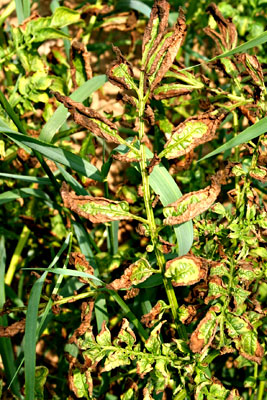 Leafhopper burn on potato foliage