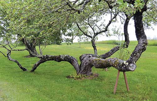 An old apple tree at the Wooden Boat School in Brooklin, Maine. English photo