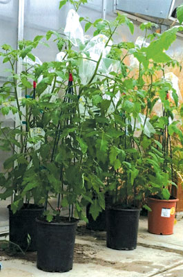 Tomato plants in 5-gallon buckets had some of the flower clusters covered with net bags before they went into the field.