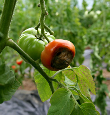 Blossom-end rot on tomato