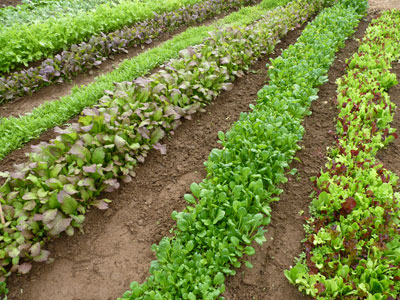 Companion Planting with Land Cress for Natural Caterpillar Control – Deep  Green Permaculture