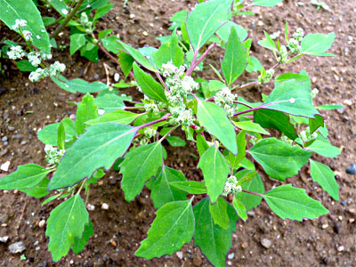 Lambsquarters