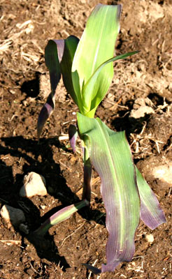 Phosphorus deficiency in corn