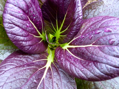 Purple Pac choi