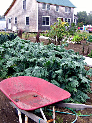 Fall kale