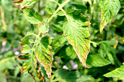 Potassium deficiency in tomato