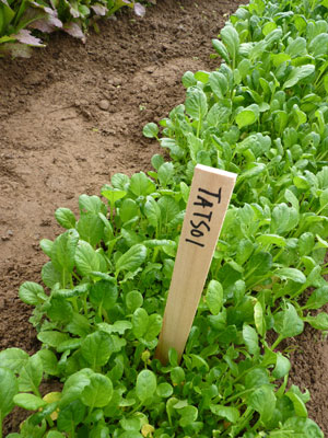 Companion Planting with Land Cress for Natural Caterpillar Control – Deep  Green Permaculture