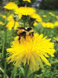 Orange-belted Bumble Bee (Bombus ternarius) on a dandelion. Photo by Leif Richardson