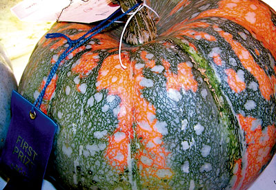 'Iran' pumpkin