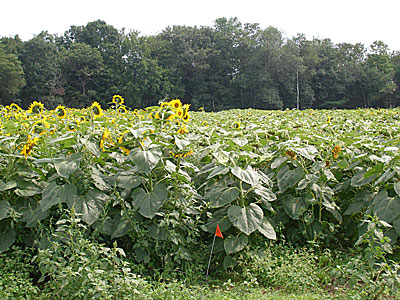 Sunflowers in Bloom