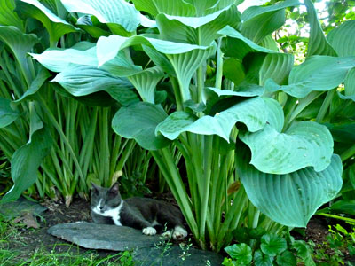 how to stop dogs from eating hostas