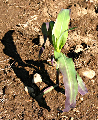 Phosphorus deficient corn