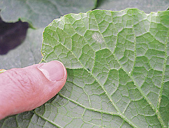 Powdery mildew