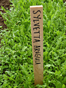 ‘Sylvetta’ arugula