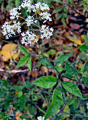 Water hemlock