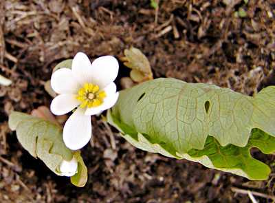 Bloodroot