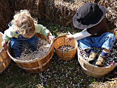 Kids playing in baskets of dry beans