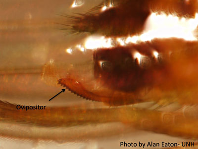 Ovipositor of the Spotted Wing Drosophila