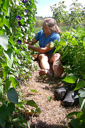 Roberta Bailey collecting seed from 'Kniola’s Purple' morning glory