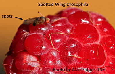 Spots on male Spotted Wing Drosophila