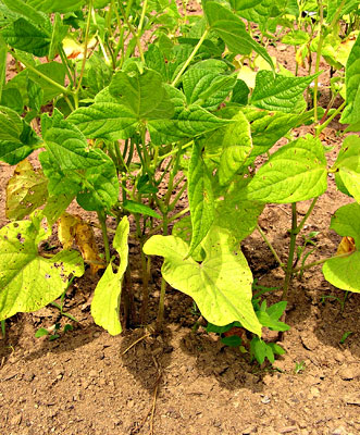 Nitrogen deficiency shown on beans