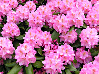 Rhododendrons