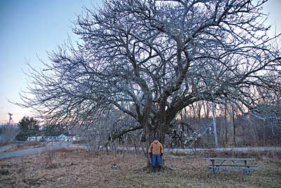 Rudy Kelly standing by an ancient tree he discovered that he calls "Jake 1829." Photo by Abbey Verrier