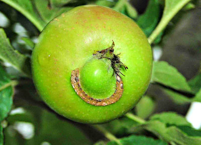 European apple sawfly larva damage