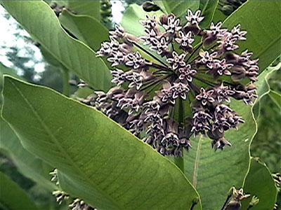 Milkweed