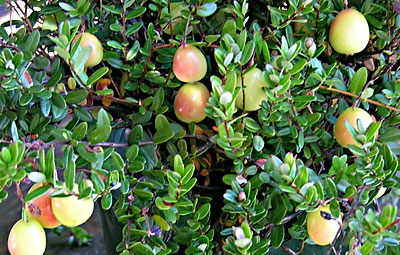 Cranberries growing in a pot in September. Jean English photo.