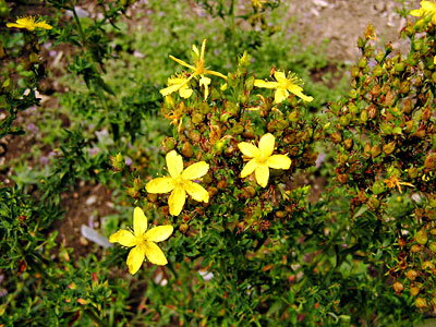 St. Johnswort