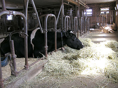 Cow in the barn